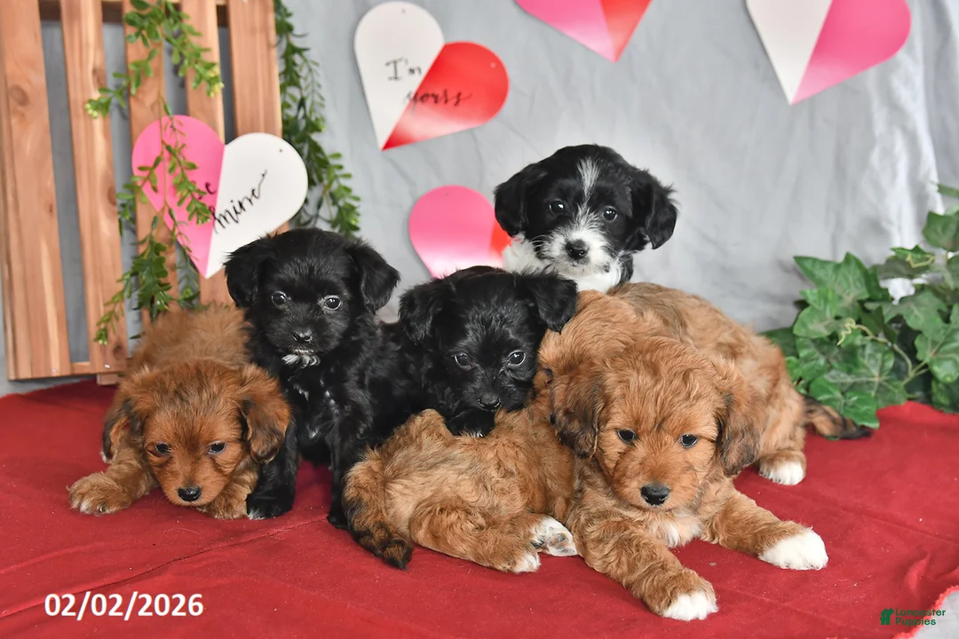 Mixed Breed dogs for sale: Eclipse - Ad 5