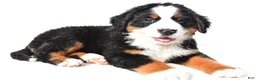 Bernese Mountain Dog dogs for sale: Biscuit - Ad 6