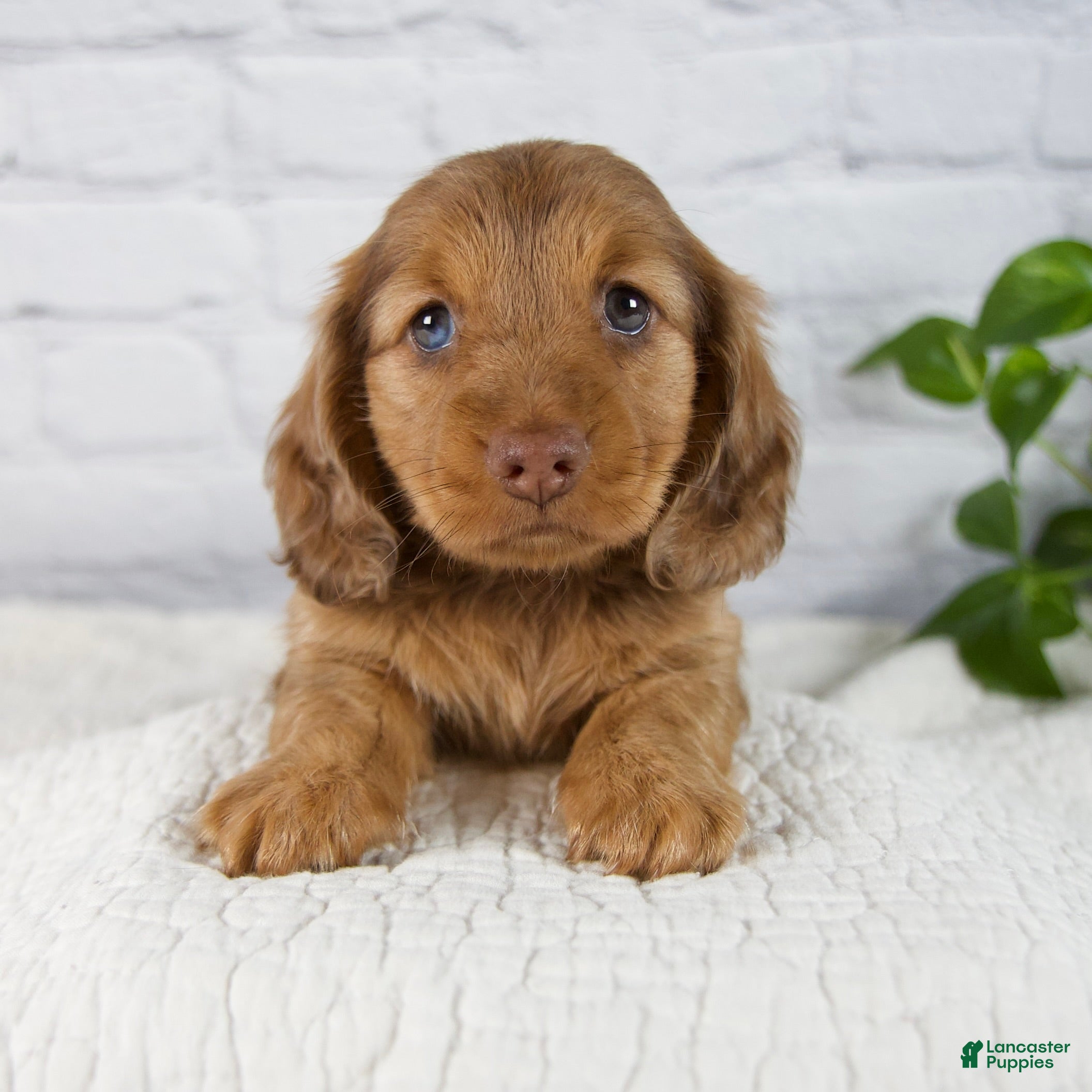 Miniature Dachshund dogs Faith - Ad 1