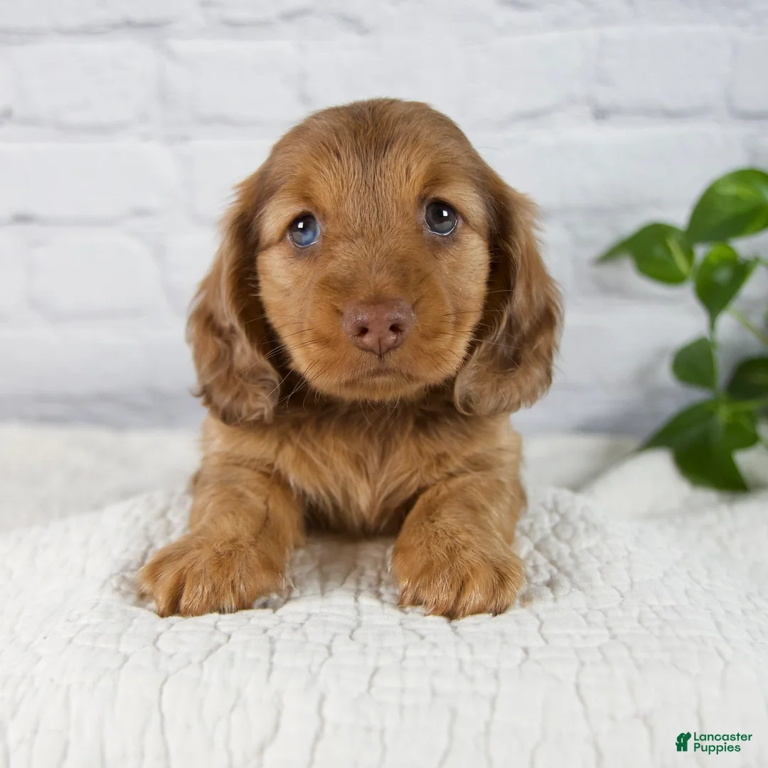 Miniature Dachshund dogs for sale: Faith - Ad 1
