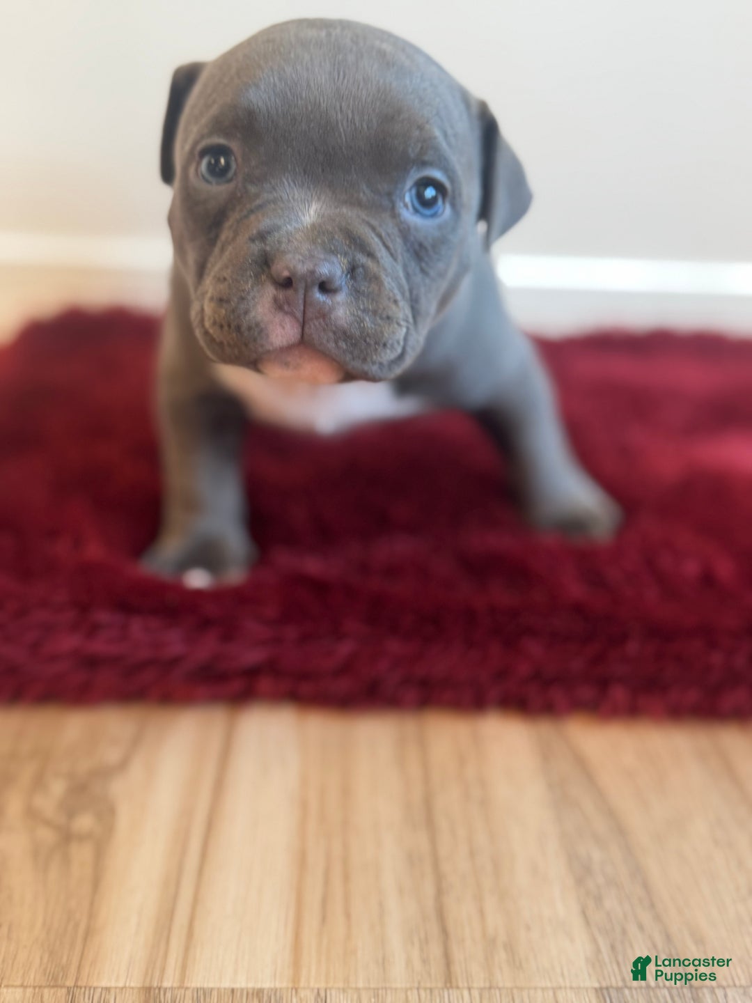American Bully dogs for sale: Birdie - Ad 2