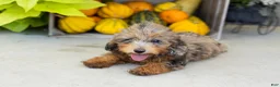 Miniature Poodle dogs for sale: Sawyer  - Ad 5
