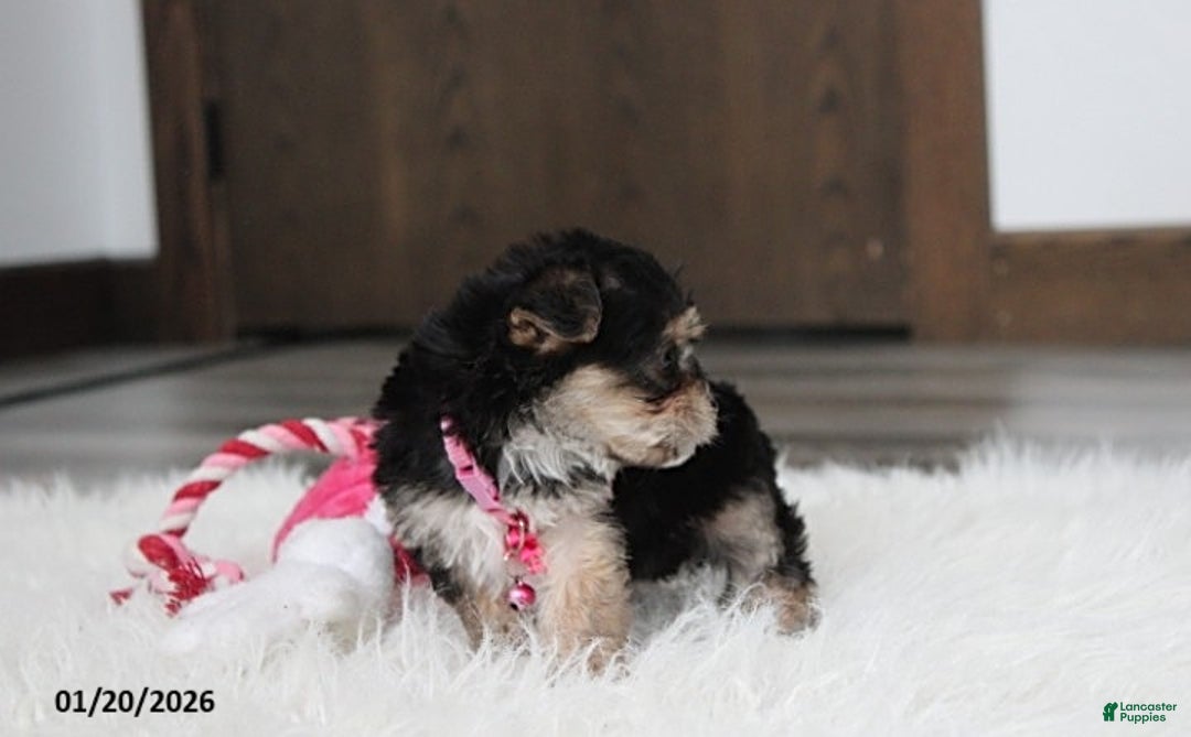 Yochon dogs for sale: Molly - Ad 13