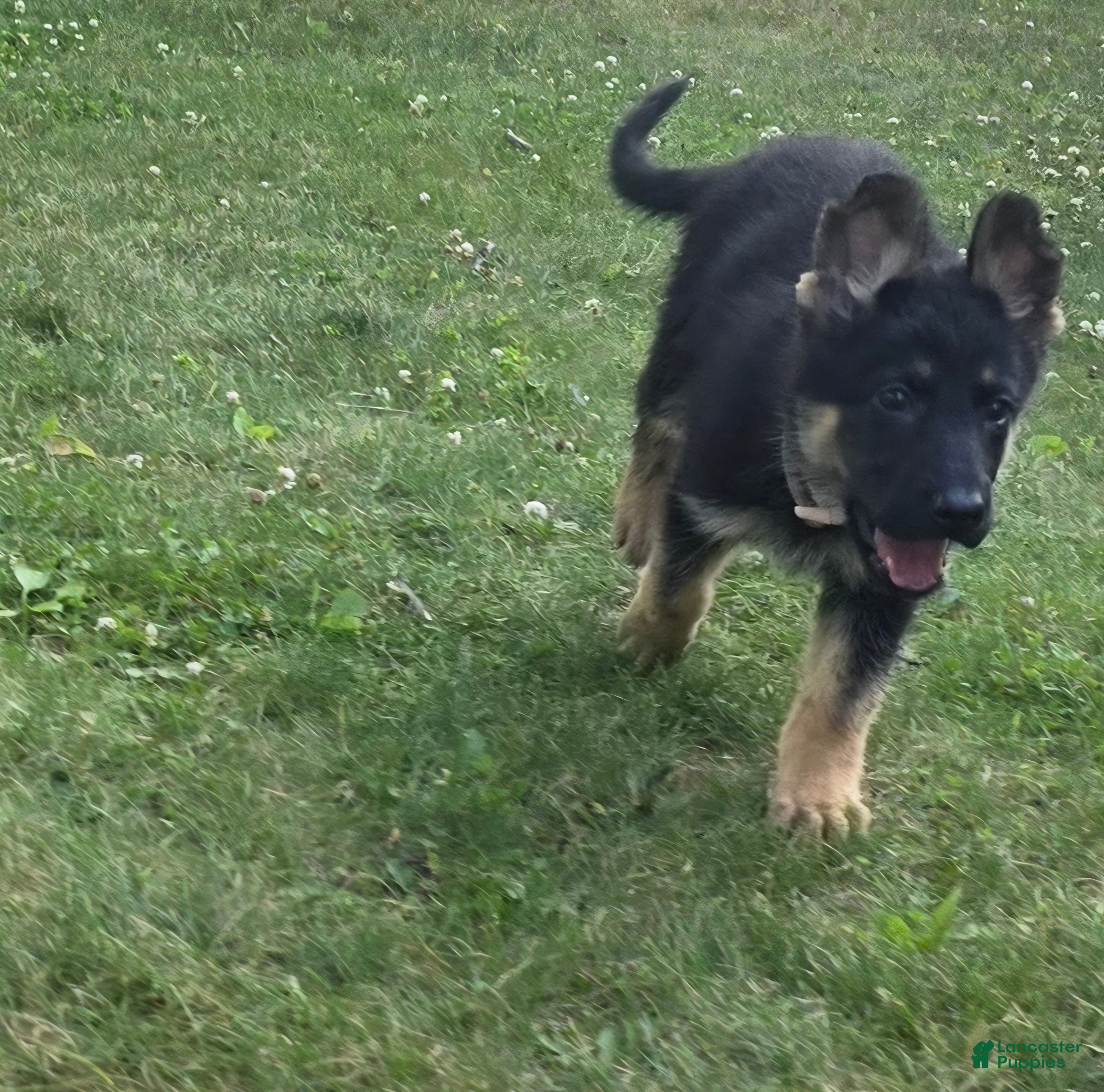 German Shepherd dogs Lilo - Ad 13