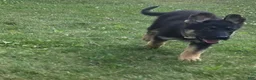 German Shepherd dogs for sale: Lilo - Ad 1
