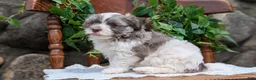 Havanese dogs for sale:  Nash - Ad 10