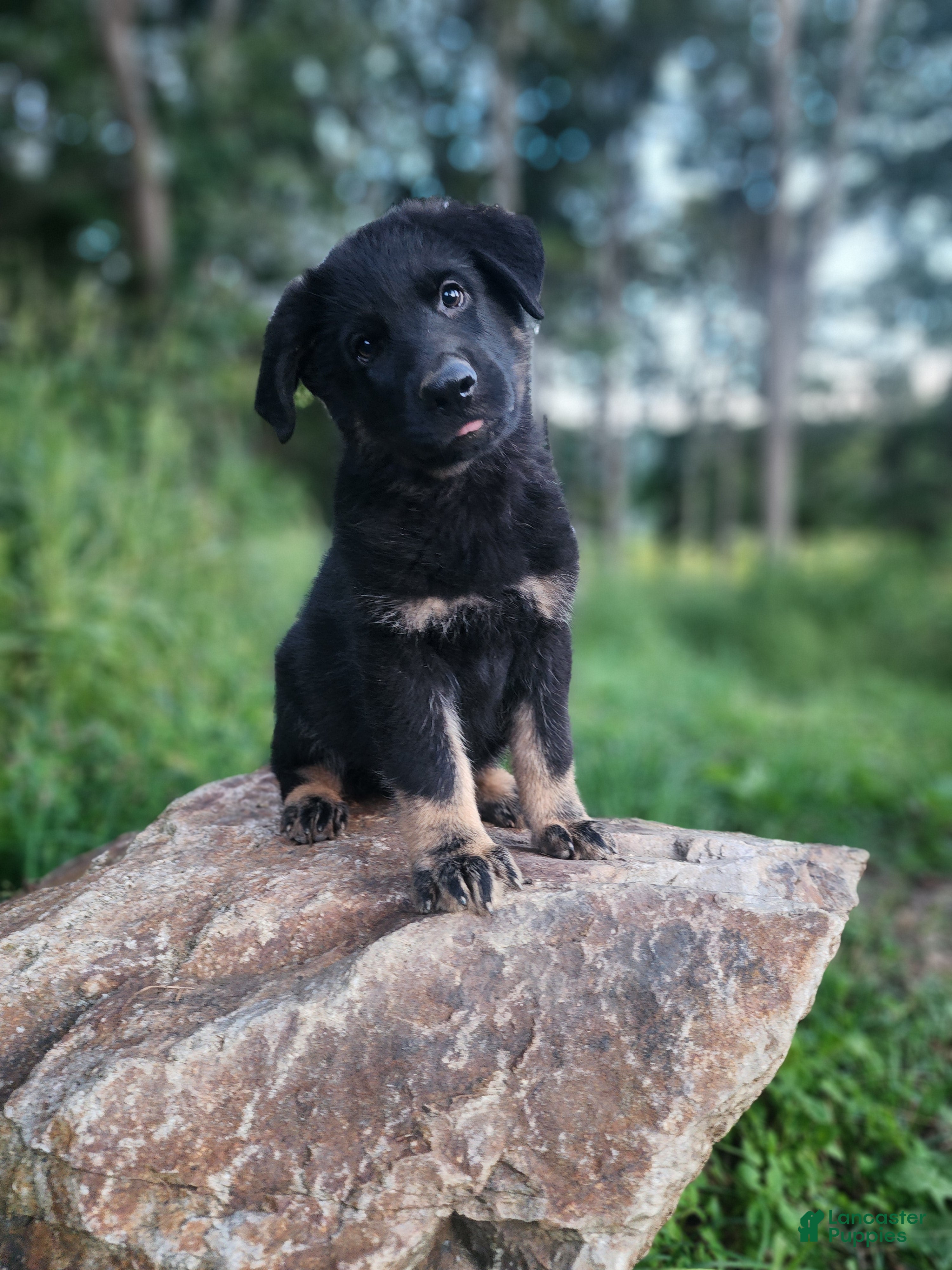 German Shepherd dogs Trek - Ad 1