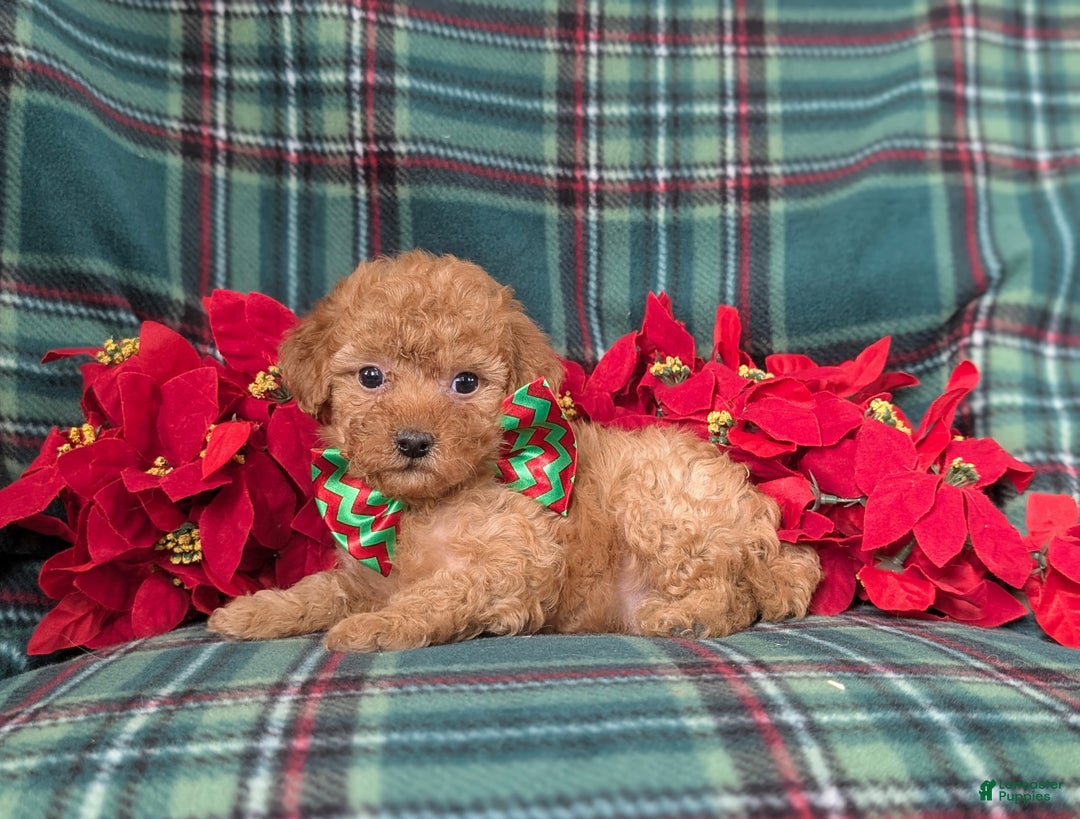 Mini Goldendoodle dogs for sale: Badger 9 lbs Full Grown - Ad 4