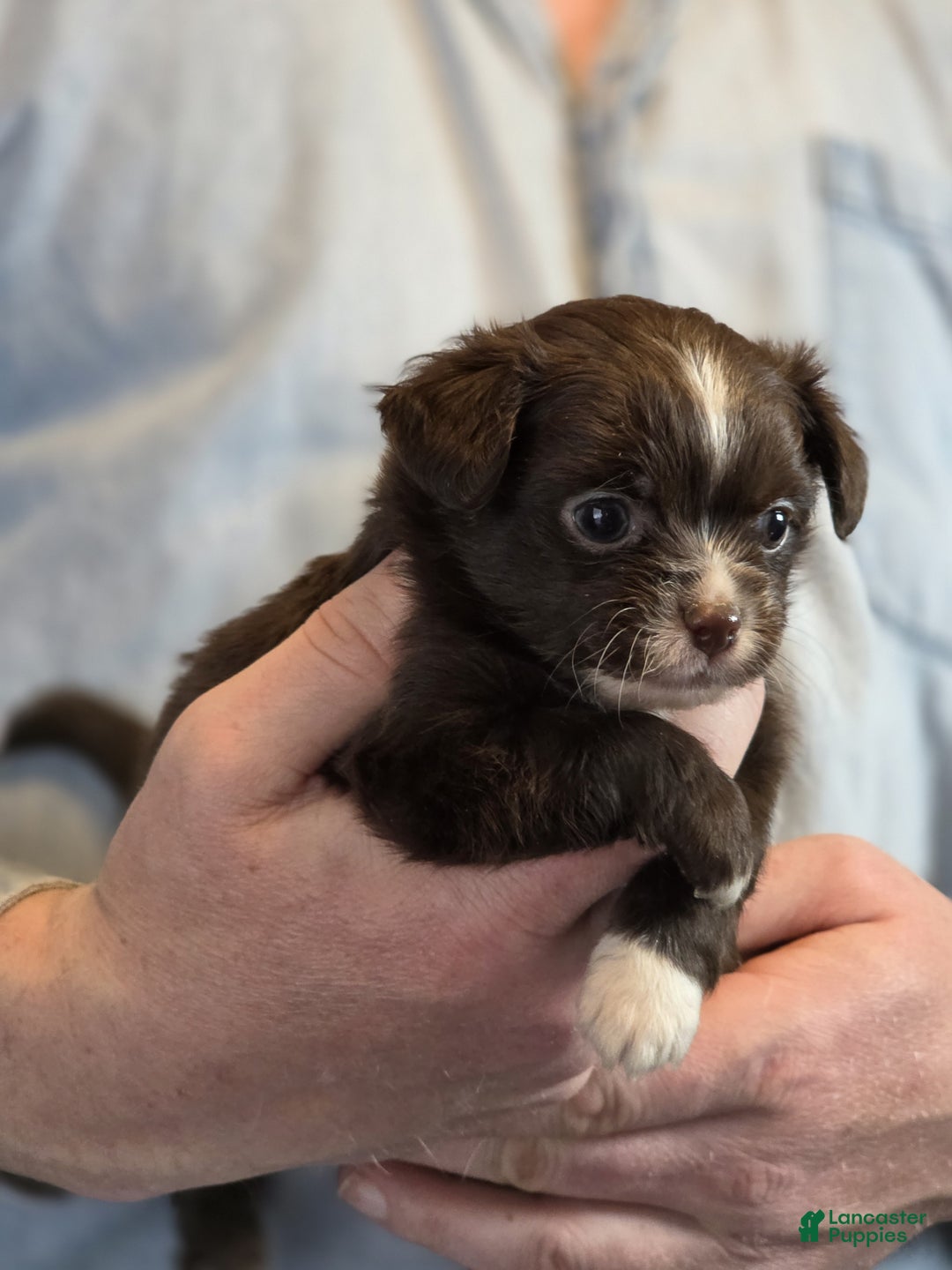 Chihuahua dogs for sale: Teddy - Ad 7