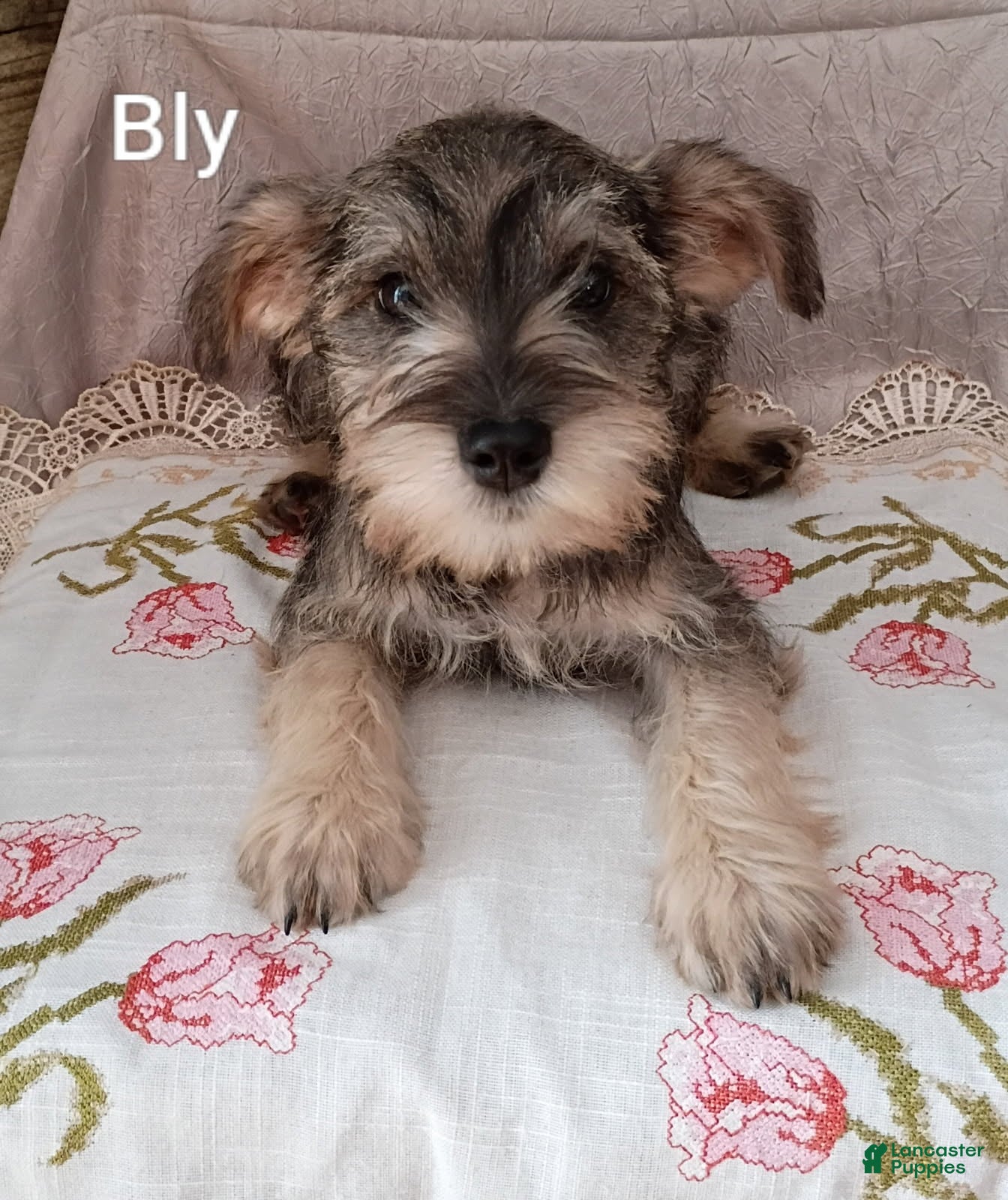 Miniature Schnauzer dogs for sale: Bly - Ad 2