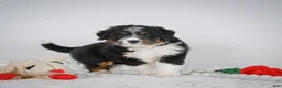Mini Bernedoodle dogs for sale: Samson - Ad 6