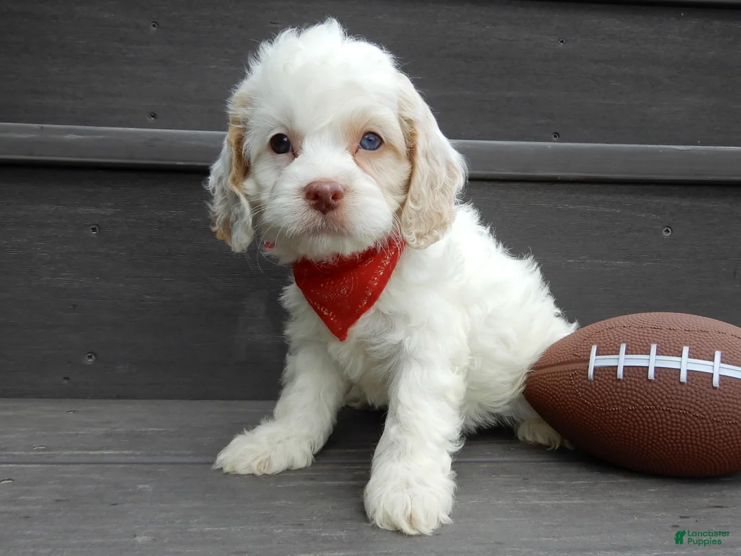 Cockapoo dogs for sale: Lucky - Ad 1