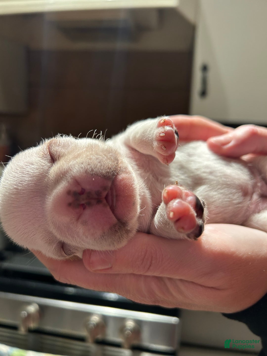 French Bulldog dogs for sale: Mon Cherie - Ad 1