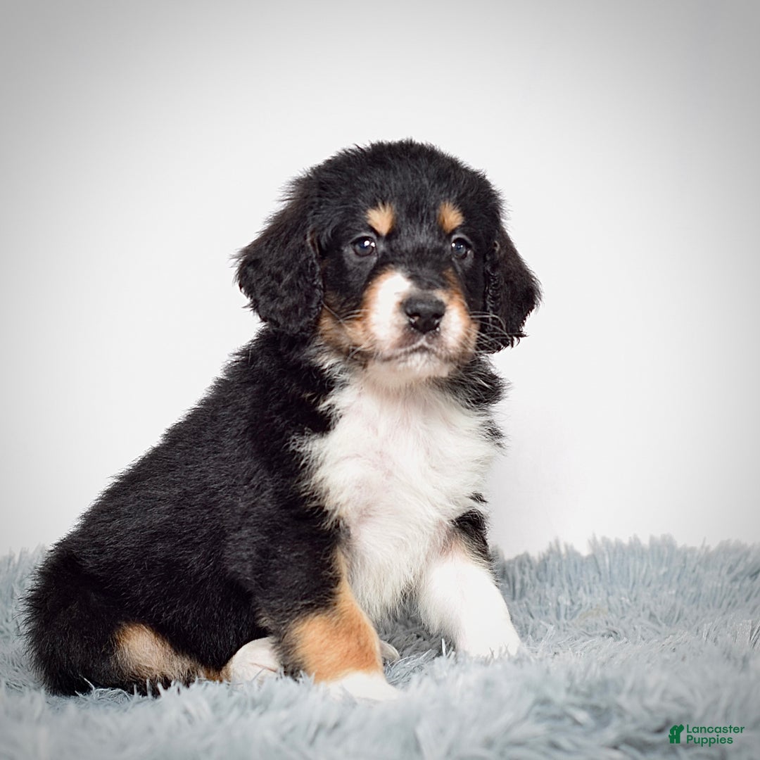 Bernedoodle dogs for sale: Scooter - Ad 2