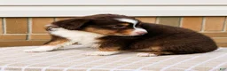 Miniature Australian Shepherd dogs for sale: Haddie - Ad 3
