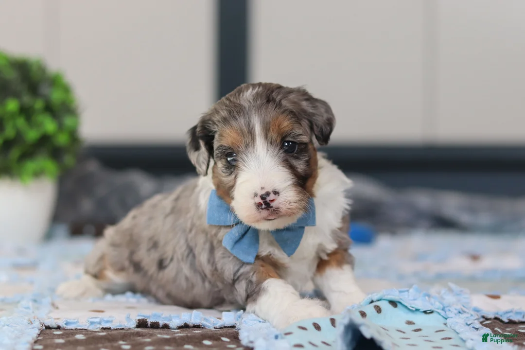 Mini Bernedoodle dogs for sale: Parker - Ad 3