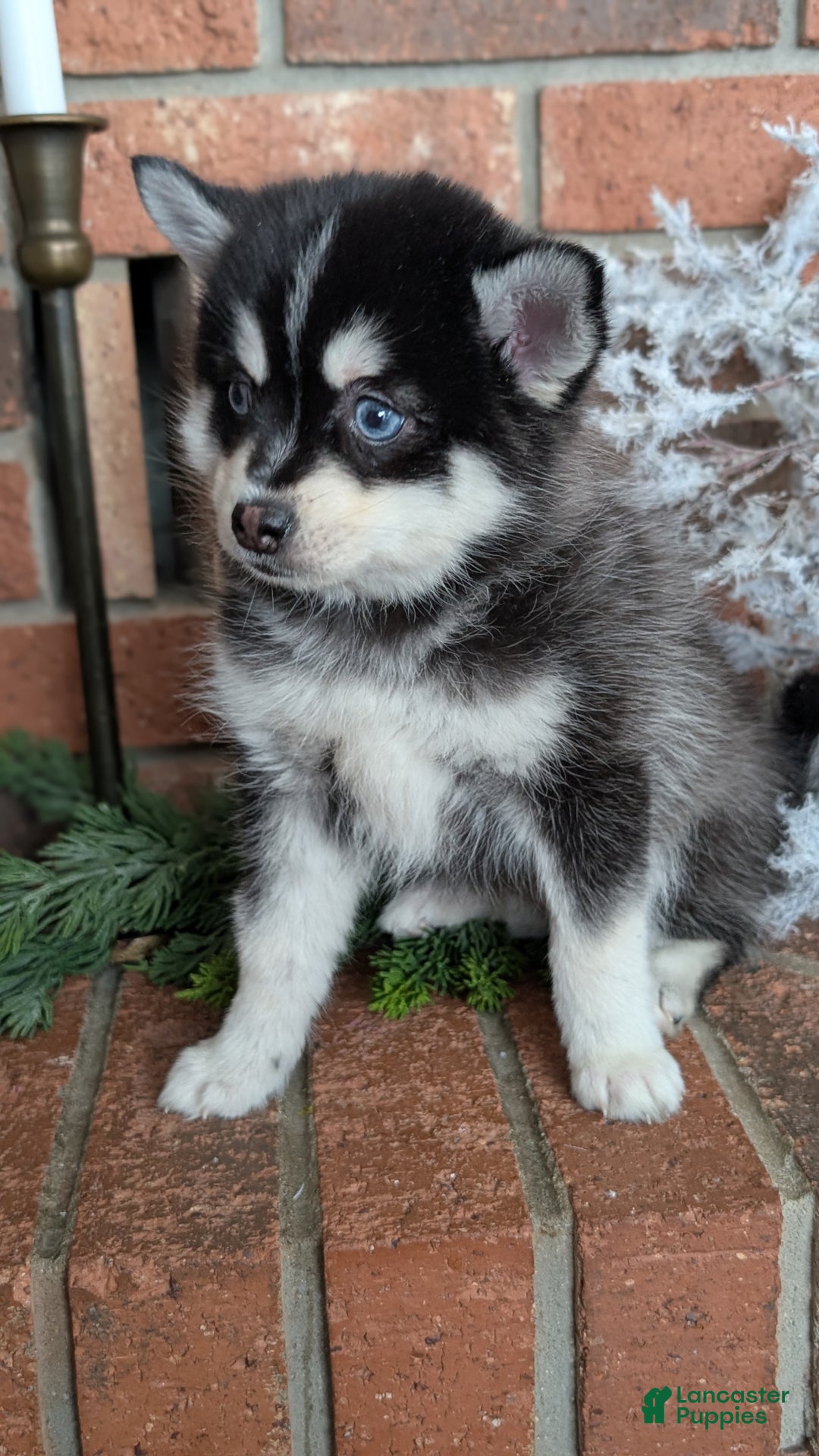 Pomsky dogs for sale: Jack - Ad 5
