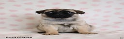 Pug dogs for sale: Bonny - Ad 2