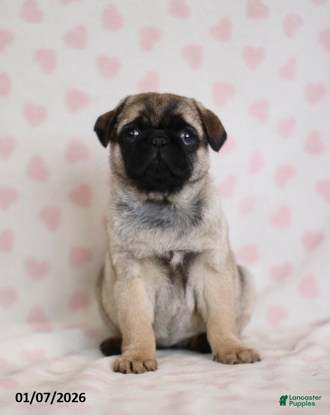 Pug dogs for sale: Bonny - Ad 2