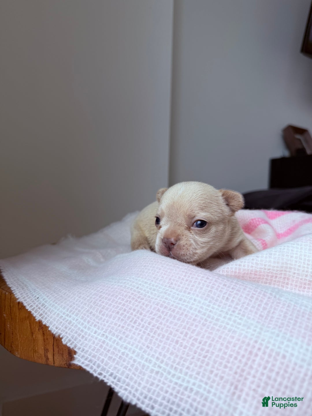 French Bulldog dogs for sale: Prada - Ad 2