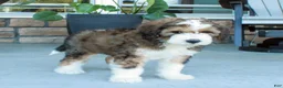 Bernedoodle dogs for sale: Sarge  - Ad 6