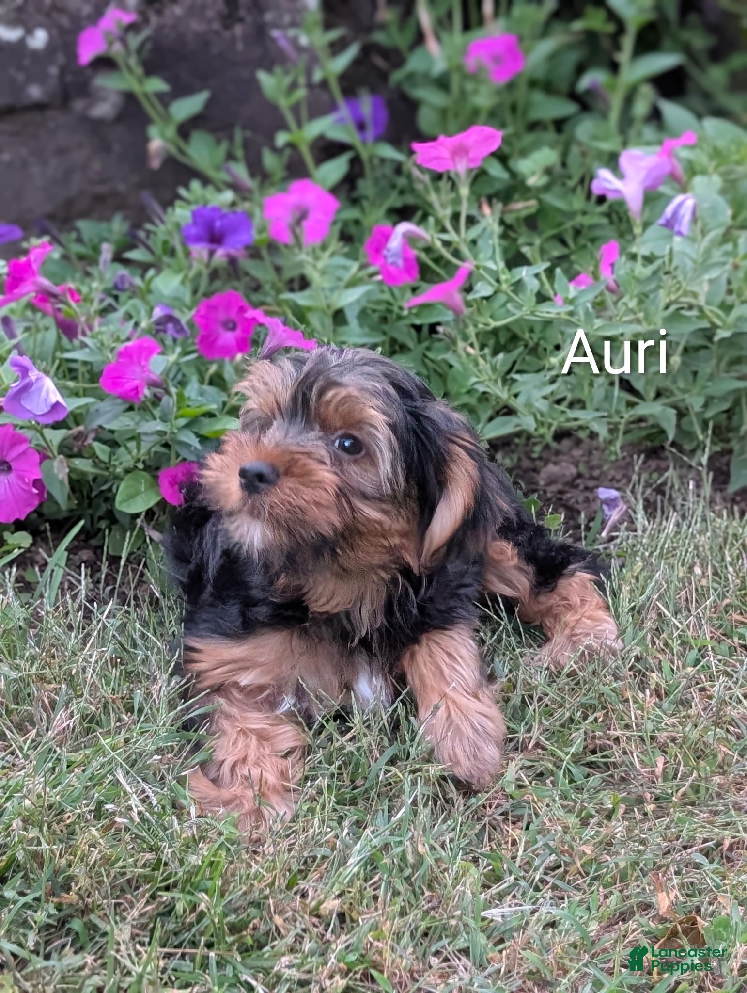 Yorkshire Terrier (Yorkshire Terrier, Male) in Catlett, VA