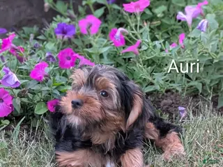 Yorkshire Terrier dogs Yorkshire Terrier 1 - Ad 2