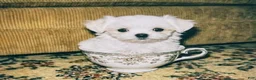 Maltese dogs for sale: Ice - Ad 2
