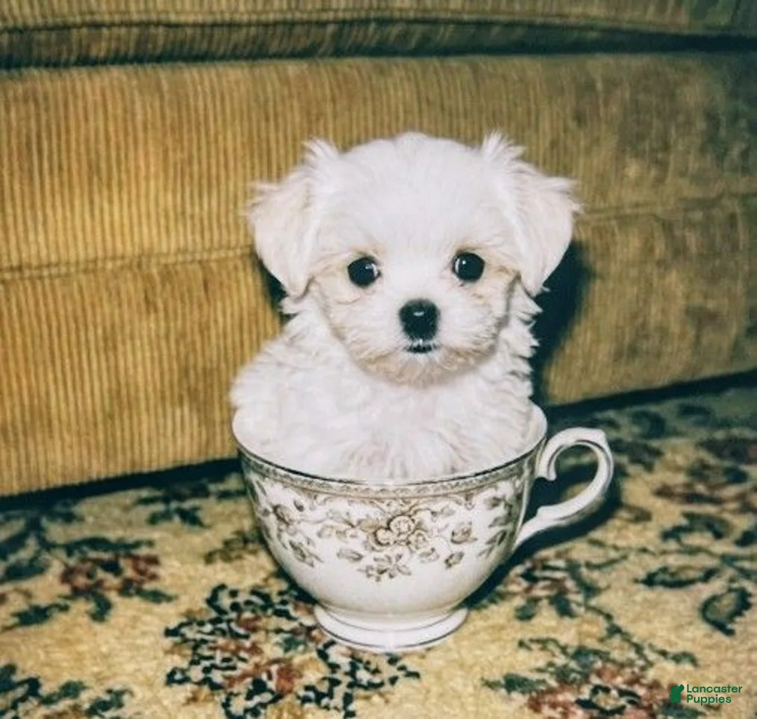 Maltese dogs for sale: Ice - Ad 2