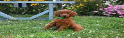 Standard Poodle dogs for sale: Emmy moyen  - Ad 4