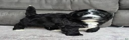 Mini Bernedoodle dogs for sale: Mini Blaze - Ad 8