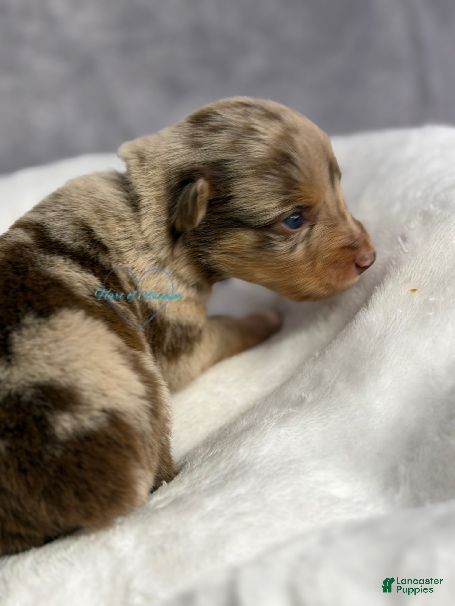 Australian Shepherd dogs Australian Shepherd Puppy 10 - Ad 27