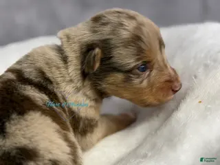 Australian Shepherd dogs Australian Shepherd Puppy 10 - Ad 27