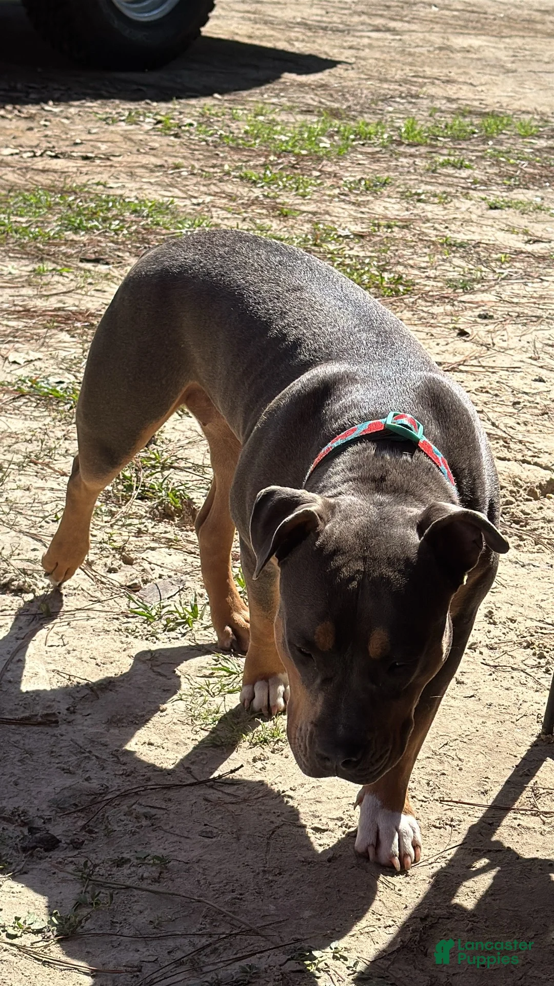 American Bully dogs for sale: American Bully Puppy 4 - Ad 2