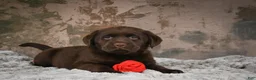 Labrador Retriever dogs for sale: Lexi - Ad 5