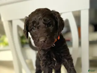 Goldendoodle dogs Ms orange - Ad 19