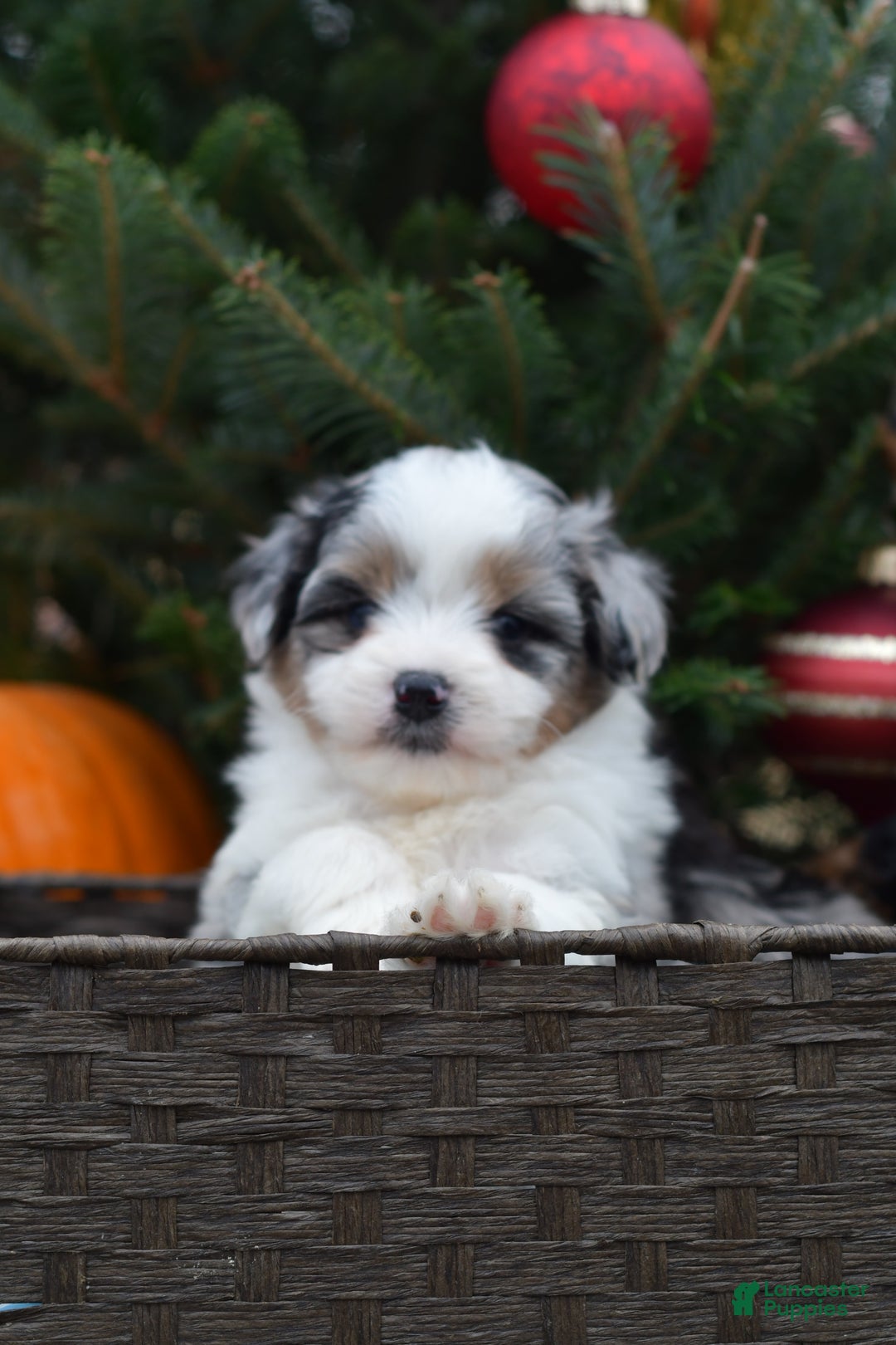 Mini Aussiedoodle dogs for sale: Cash - Ad 1