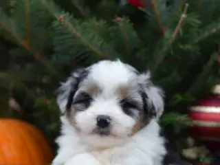 Mini Aussiedoodle dogs Cash - Ad 28