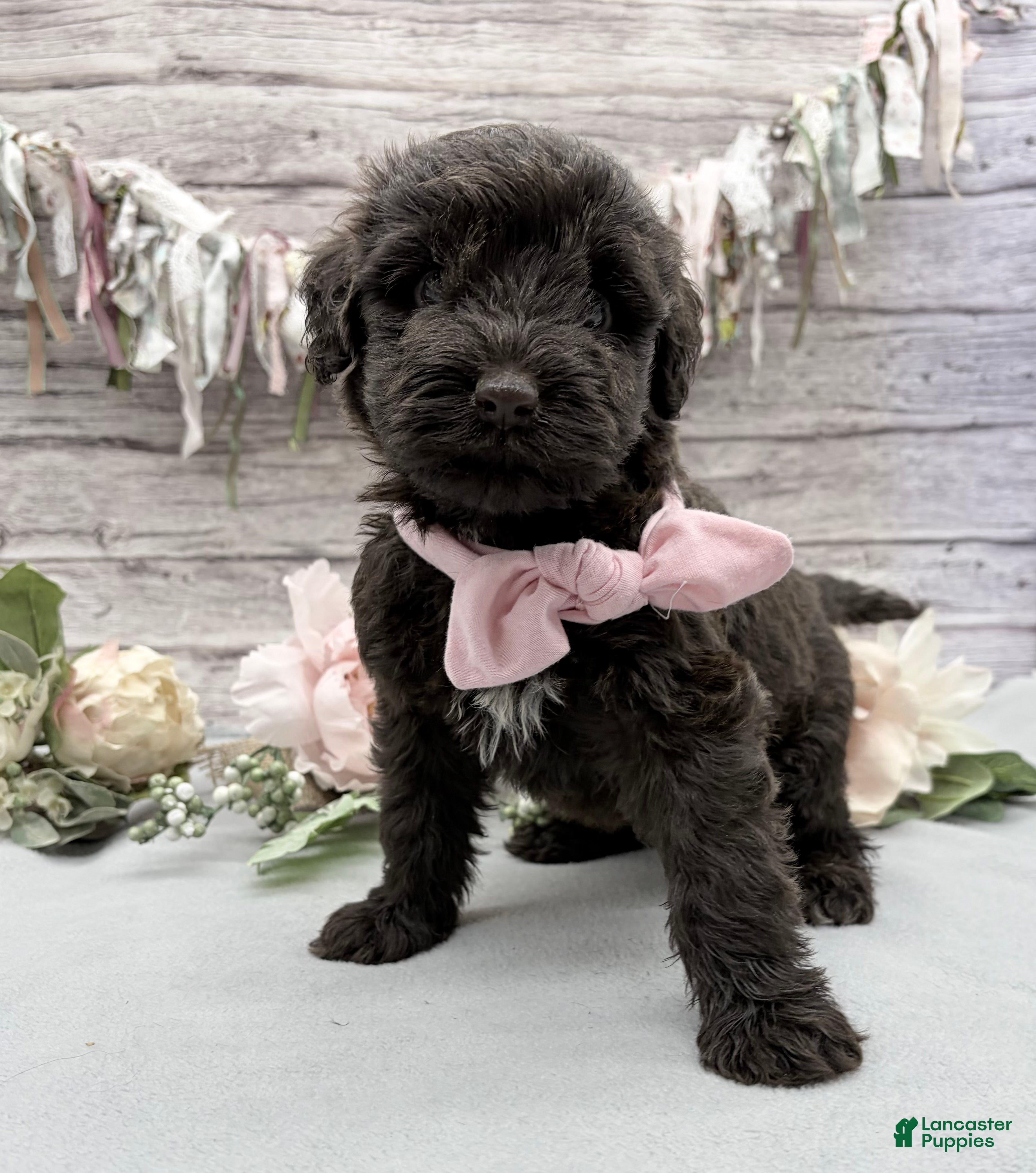 Portuguese Water Dog dogs Faith - Ad 1
