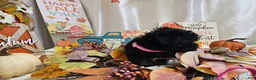 Yorkiepoo dogs for sale: Arianna Kay - Ad 4