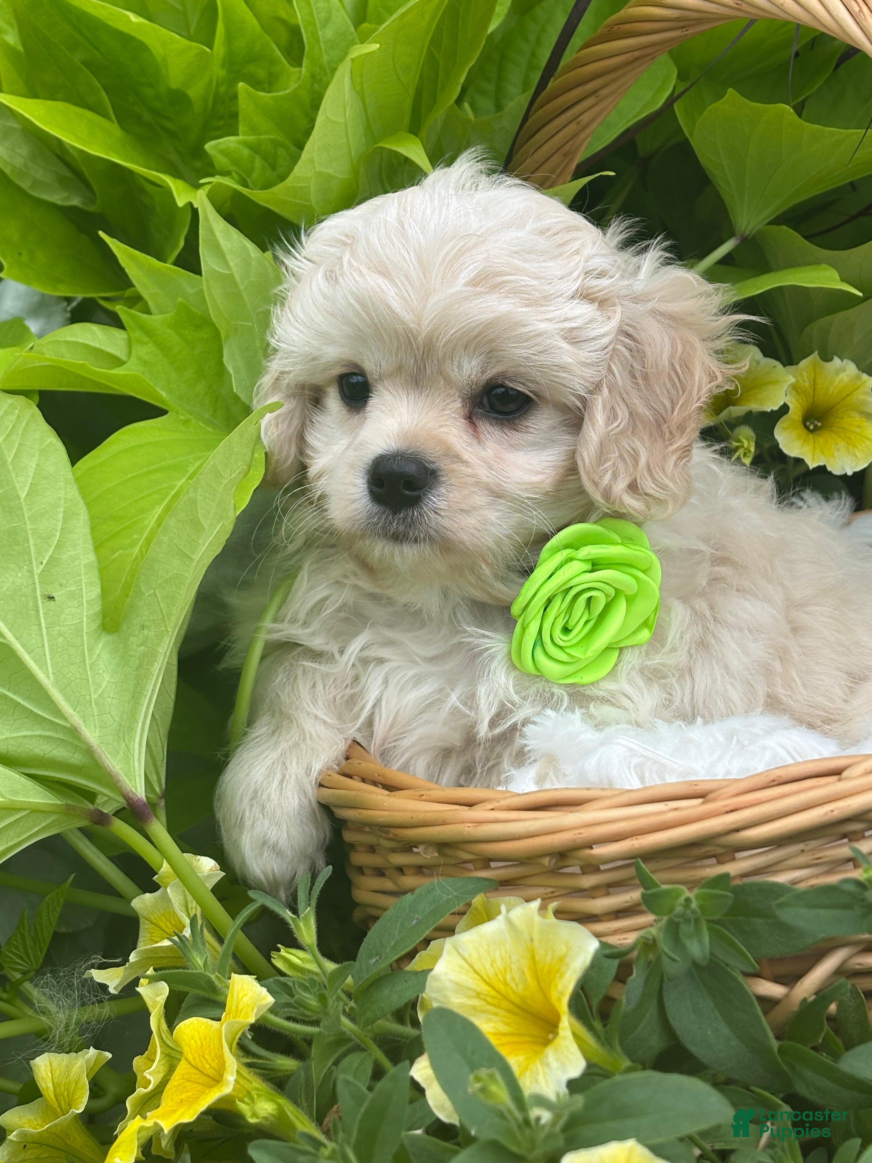 Mixed Breed dogs Karmel - Ad 2