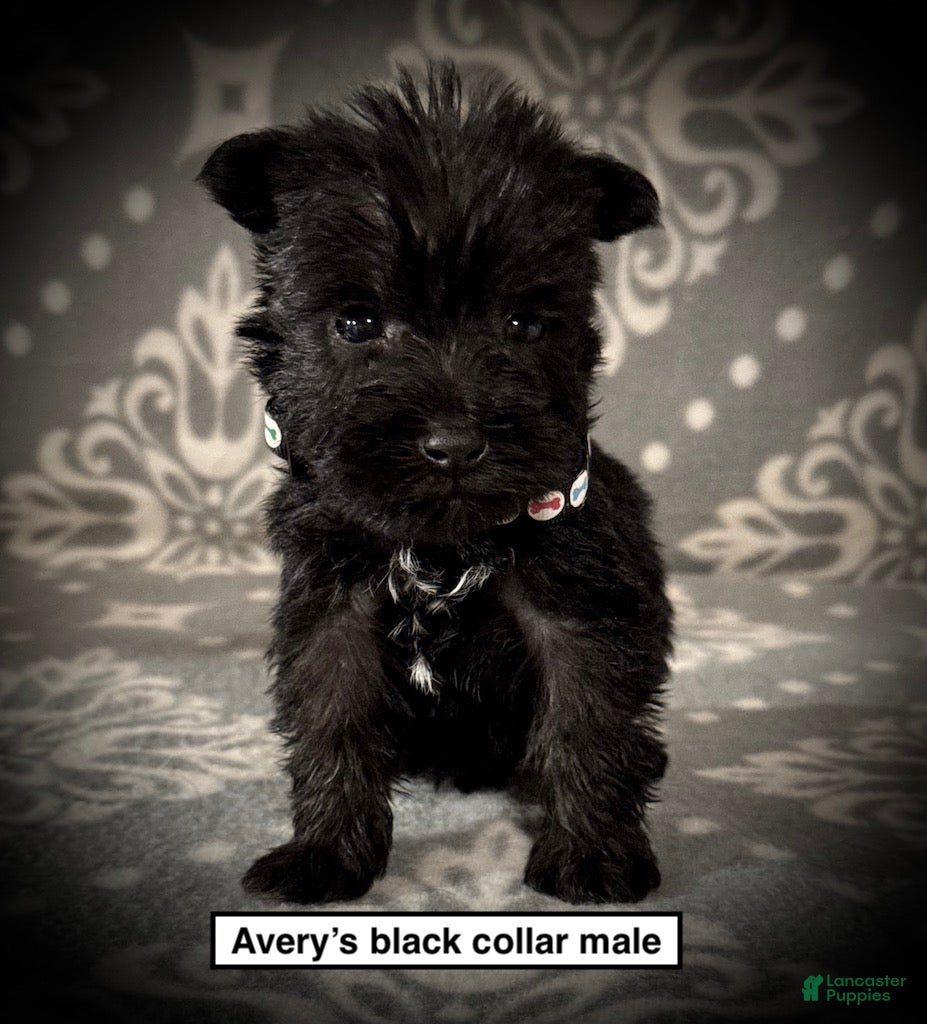 Miniature Schnauzer dogs AKC Avery's Black Collar Male - Ad 11