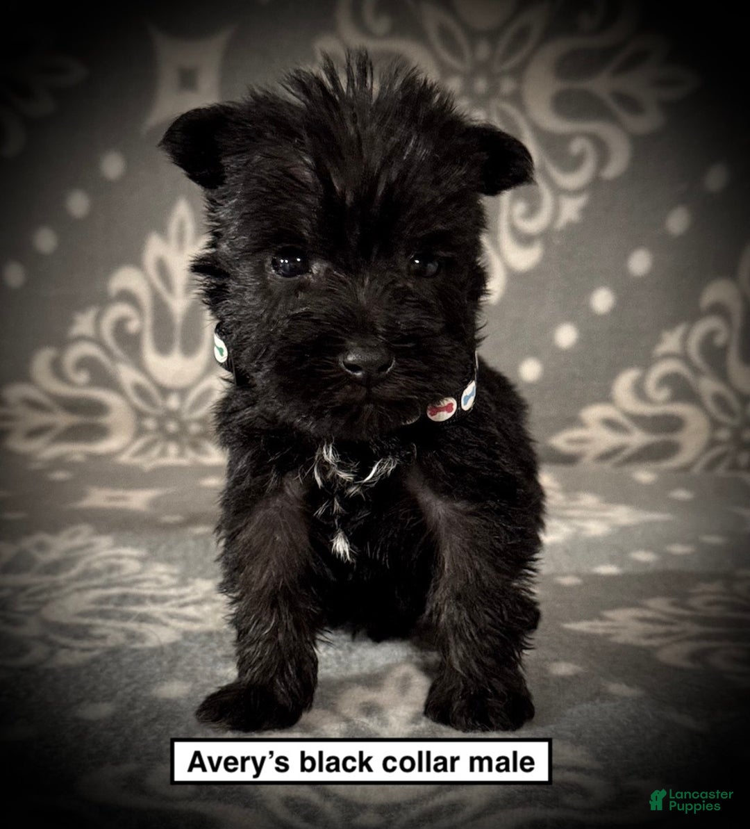 Miniature Schnauzer dogs for sale: AKC Avery's Black Collar Male - Ad 1
