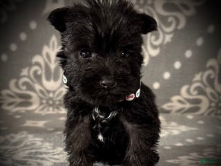 Miniature Schnauzer dogs AKC Avery's Black Collar Male - Ad 11
