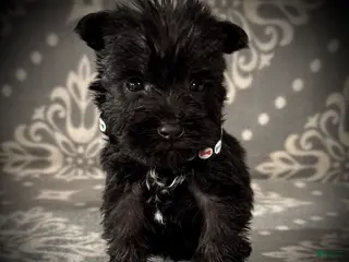 Miniature Schnauzer dogs AKC Avery's Black Collar Male - Ad 2