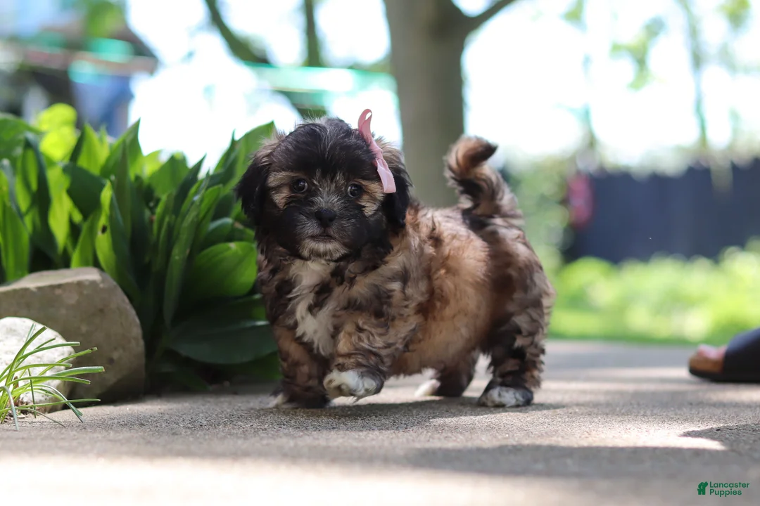 Shih Tzu dogs for sale: Fiona - Ad 2