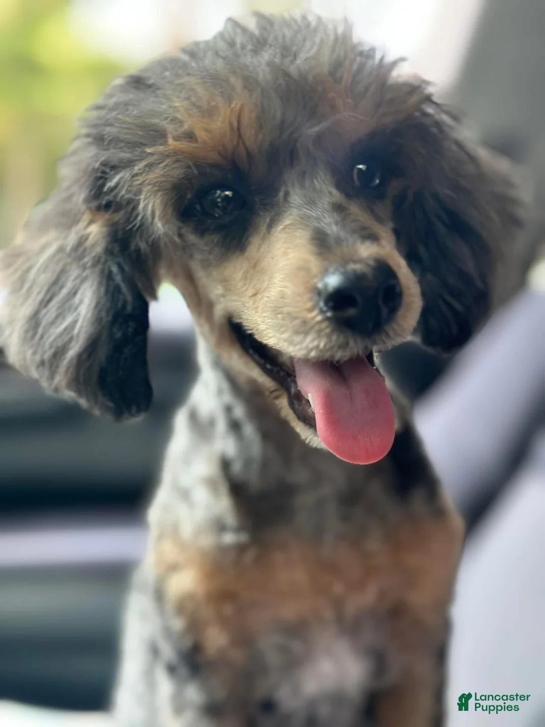 Miniature Poodle dogs for sale: Marie - Ad 4