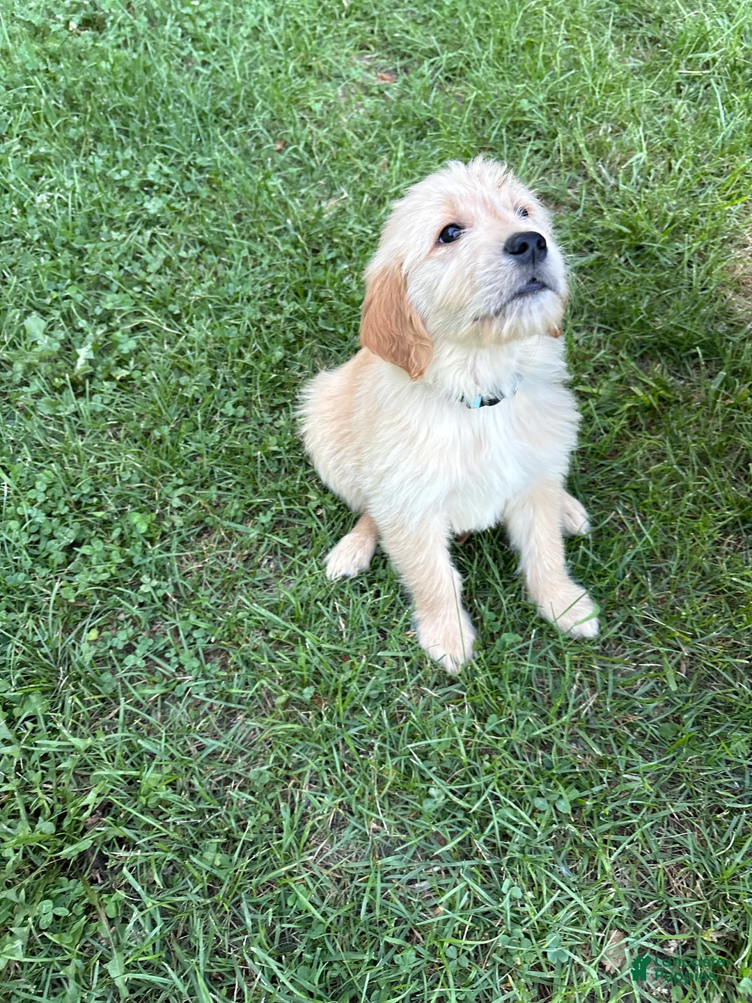Golden Retriever dogs for sale: Light blue - Ad 2