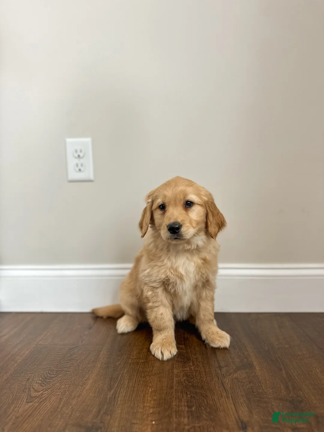 Golden Retriever dogs for sale: Poppy - Ad 4
