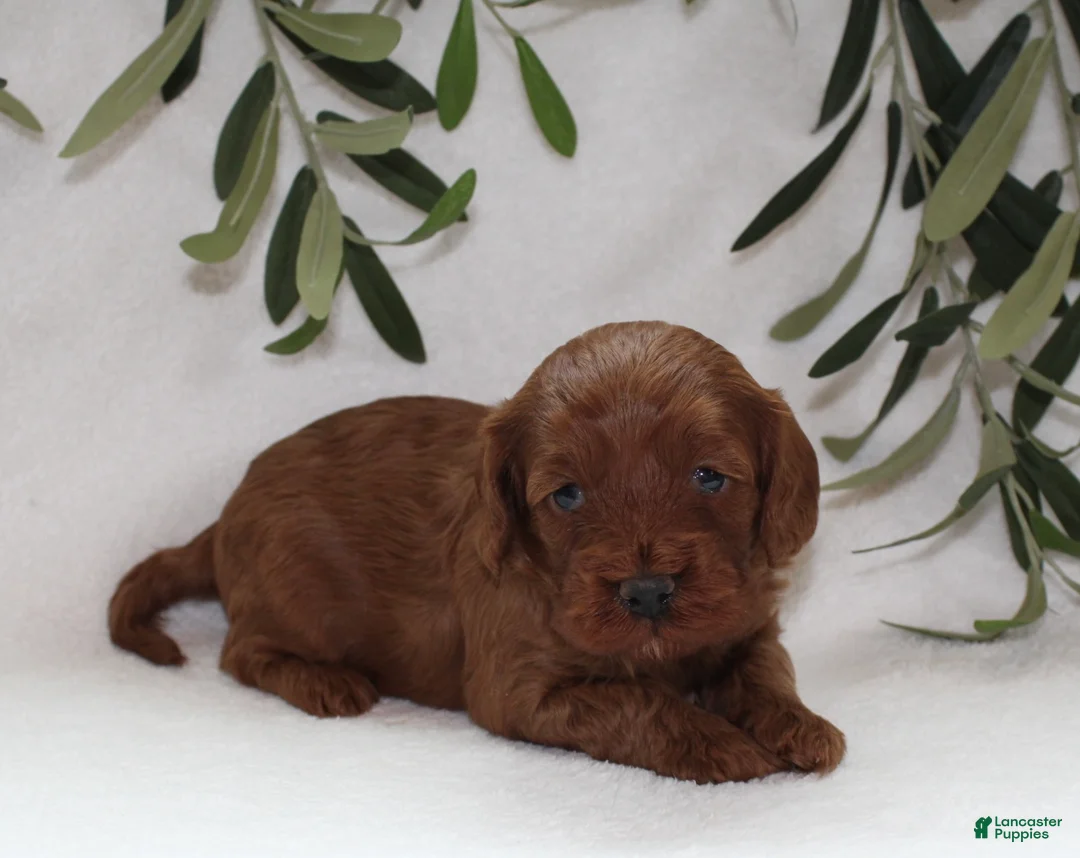 Cavapoo dogs for sale: Archie - Ad 2